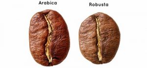 cà phê arabica và rubusta